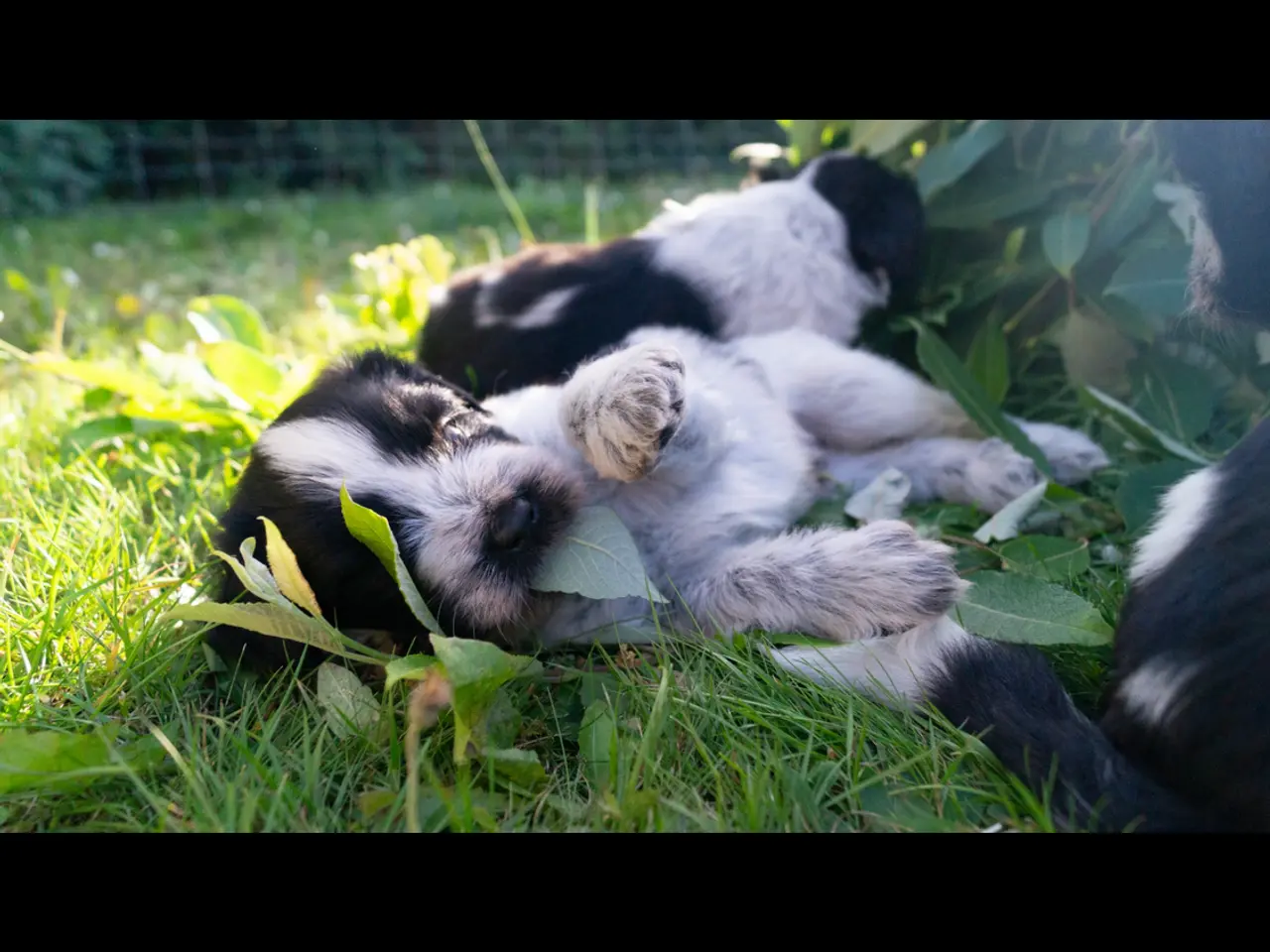 Billede 7 - Samojede/schapendoes hvalpe🐾