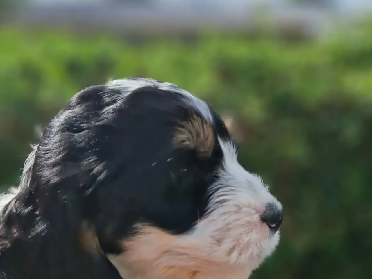 Billede 7 - Cockerpoo ( 75% Cocker Spaniel 25% Puddel)