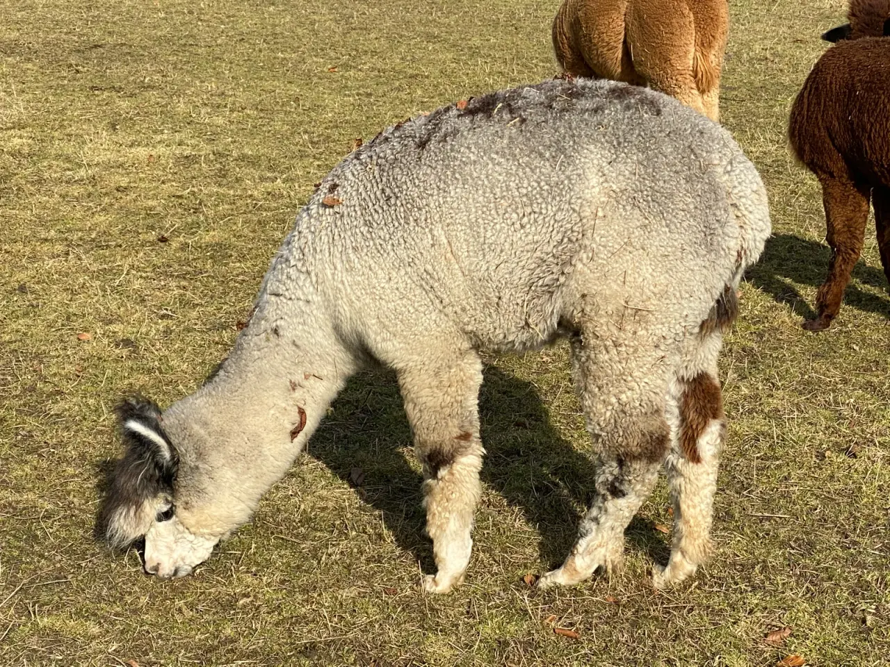 Billede 1 - Alpaca Grå avlshingst sælges