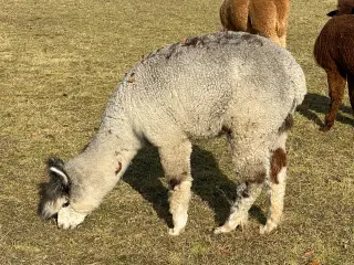 Alpaca Grå avlshingst sælges