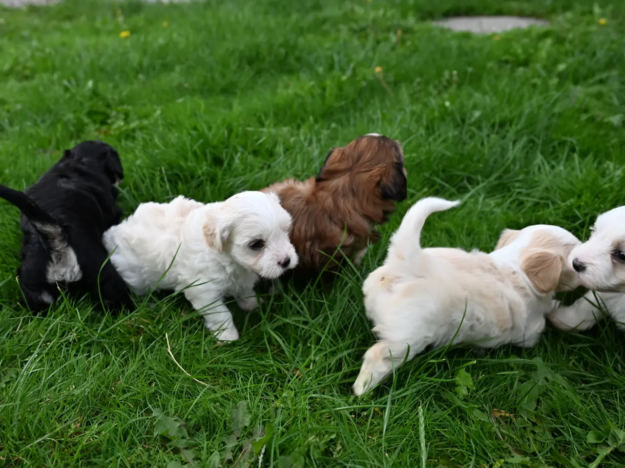 Billede 5 - Bichon Havanese