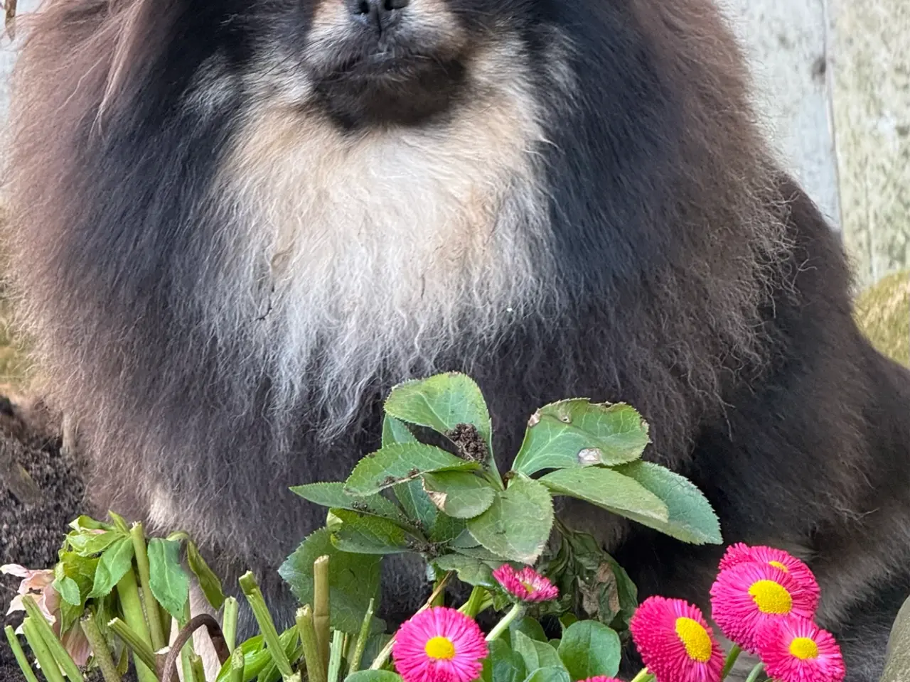 Billede 6 - 💕Rigtig skøn familie hund 💕