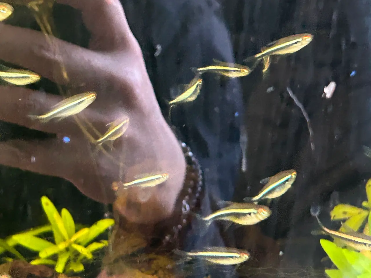 Billede 3 -    🐟🖤  Sorte neonfisk – flotte stimefisk