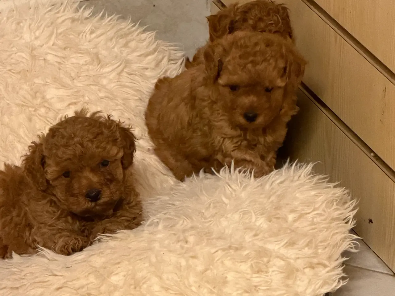 Billede 10 - 🐾✨ Skønne Mini  Maltipoo hvalpe 