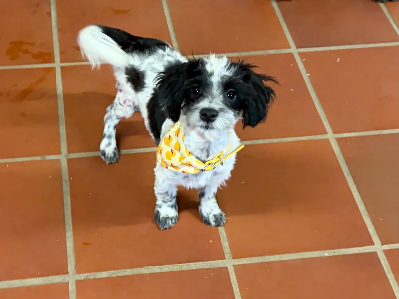 Billede 4 - Den sødeste og frækkeste lille Maltipoo dreng