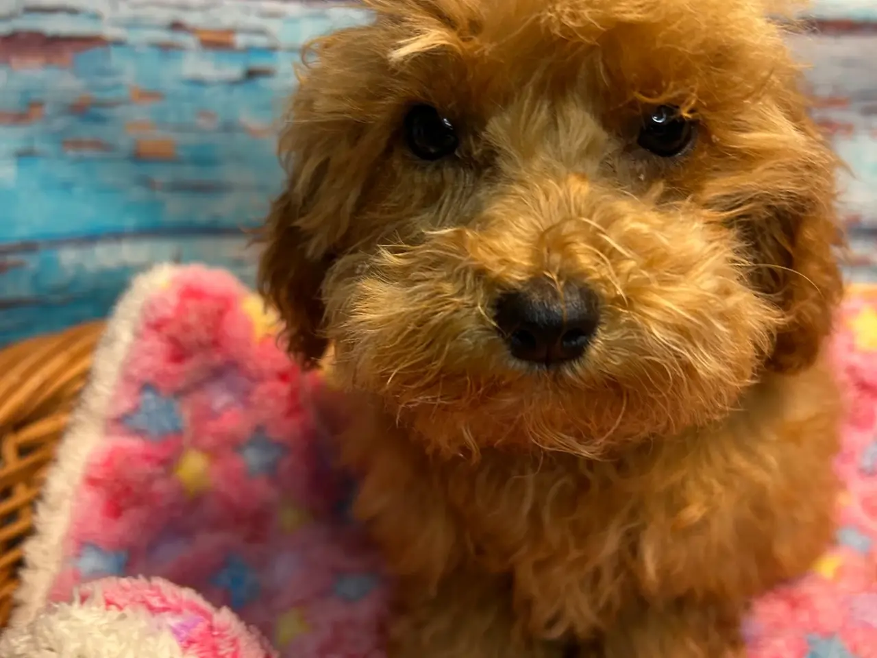 Billede 16 - 🐾maltipoo miniature juni 🐾