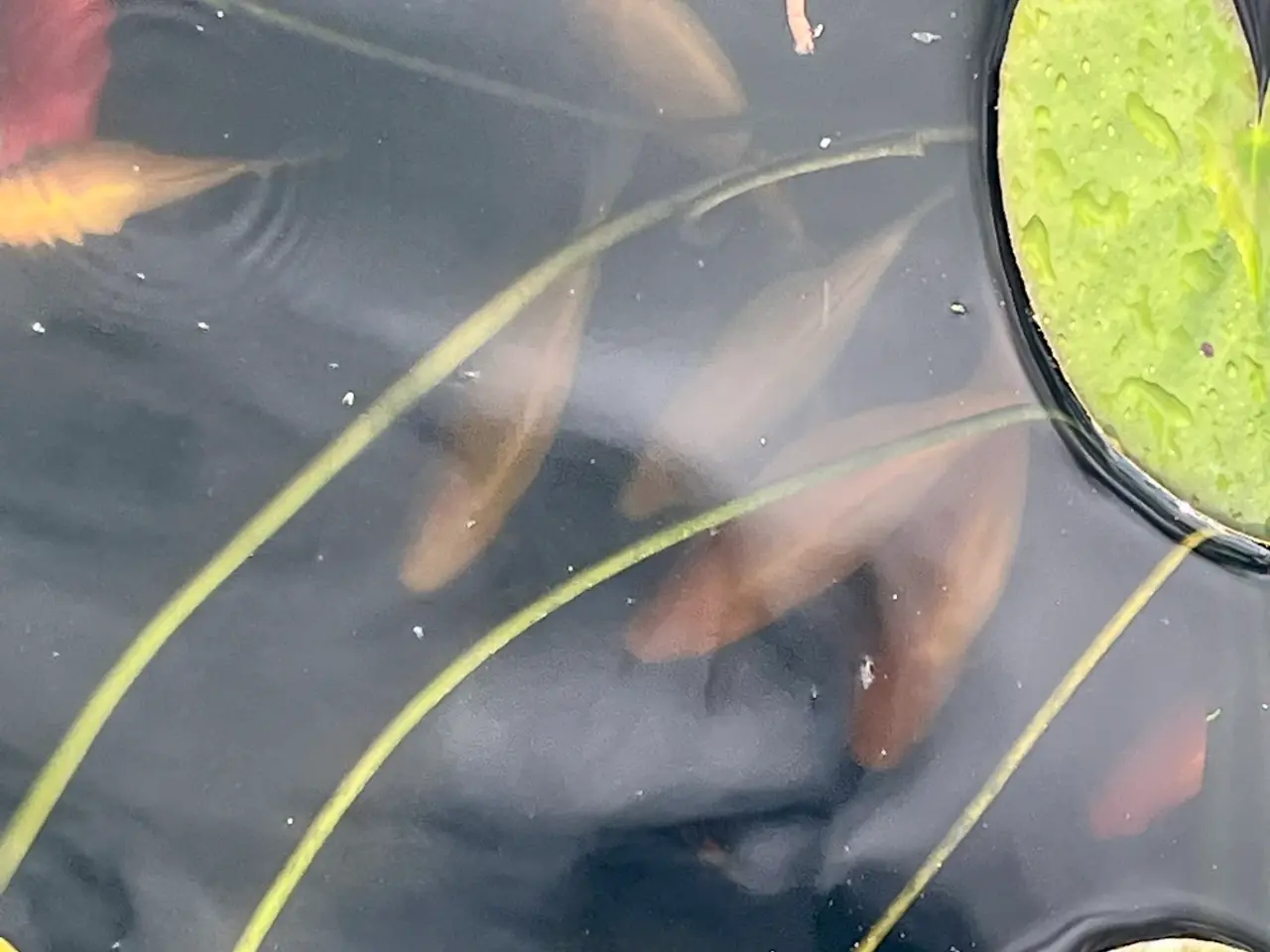 Billede 1 - Store flotte guldfisk
