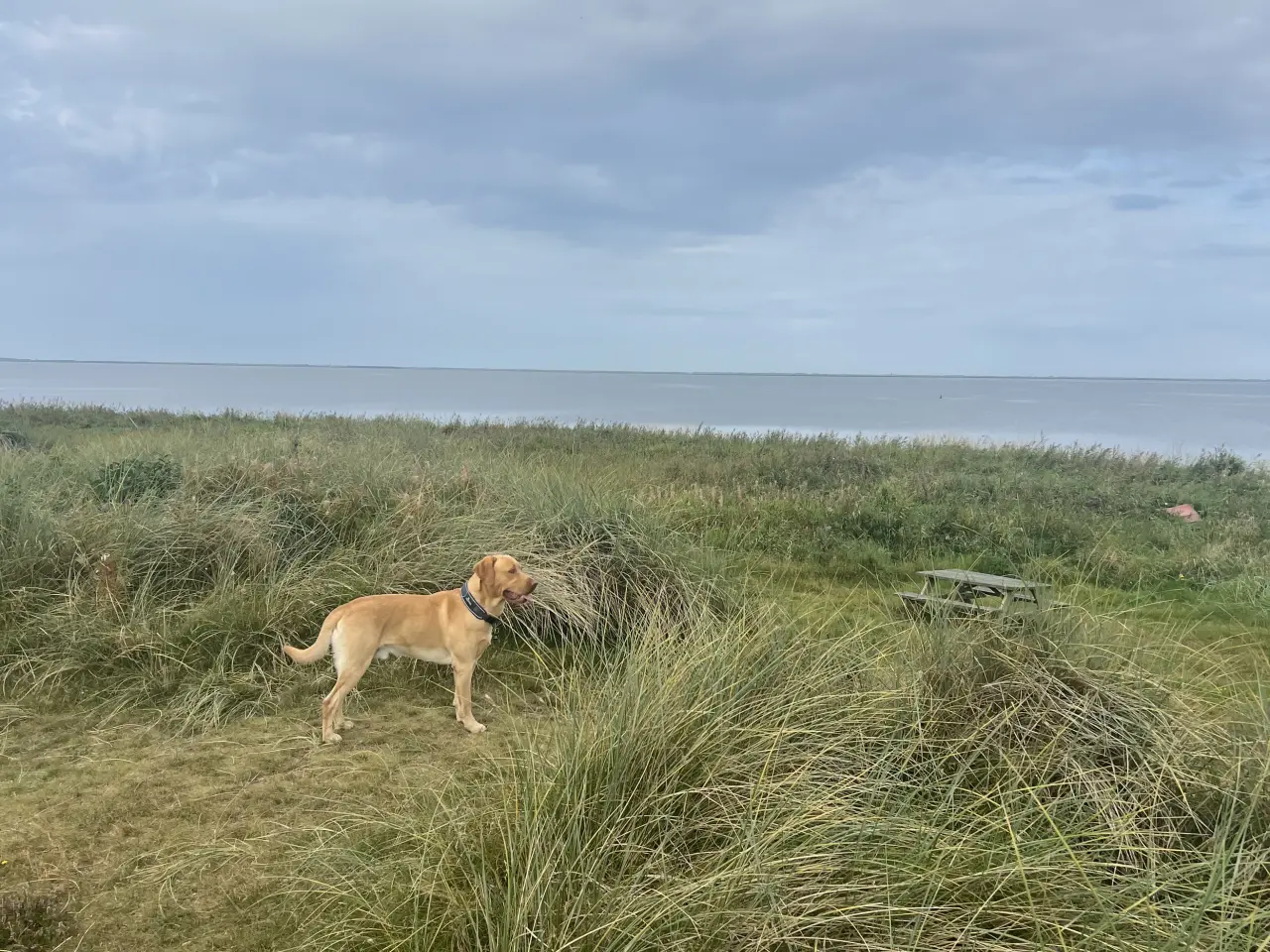 Billede 2 - Rød/gul labrador tilbydes til parring