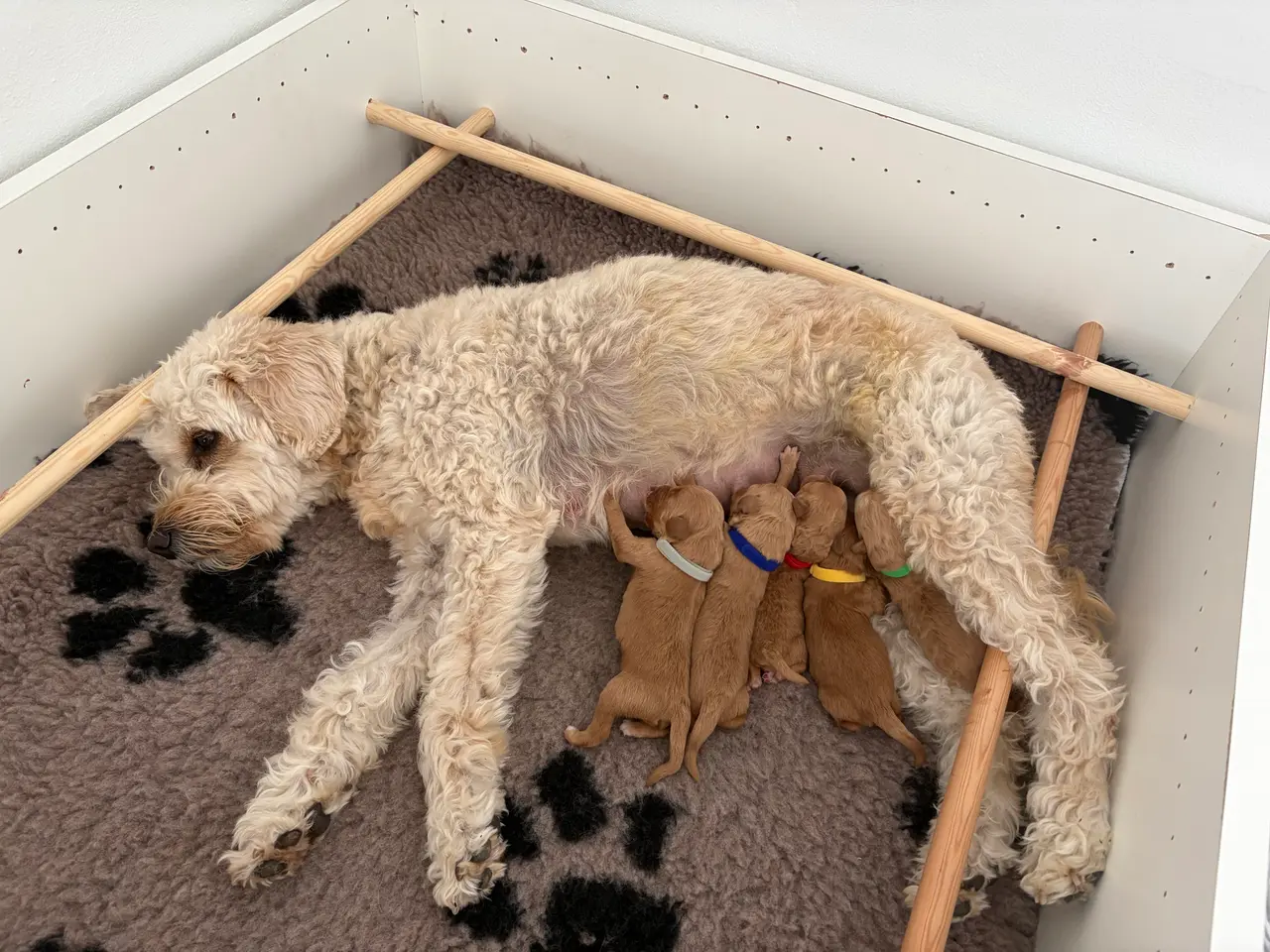 Billede 1 - Doodle hundehvalpe til salg🐶