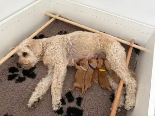 Doodle hundehvalpe til salg🐶