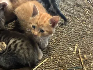 Kattekillinger