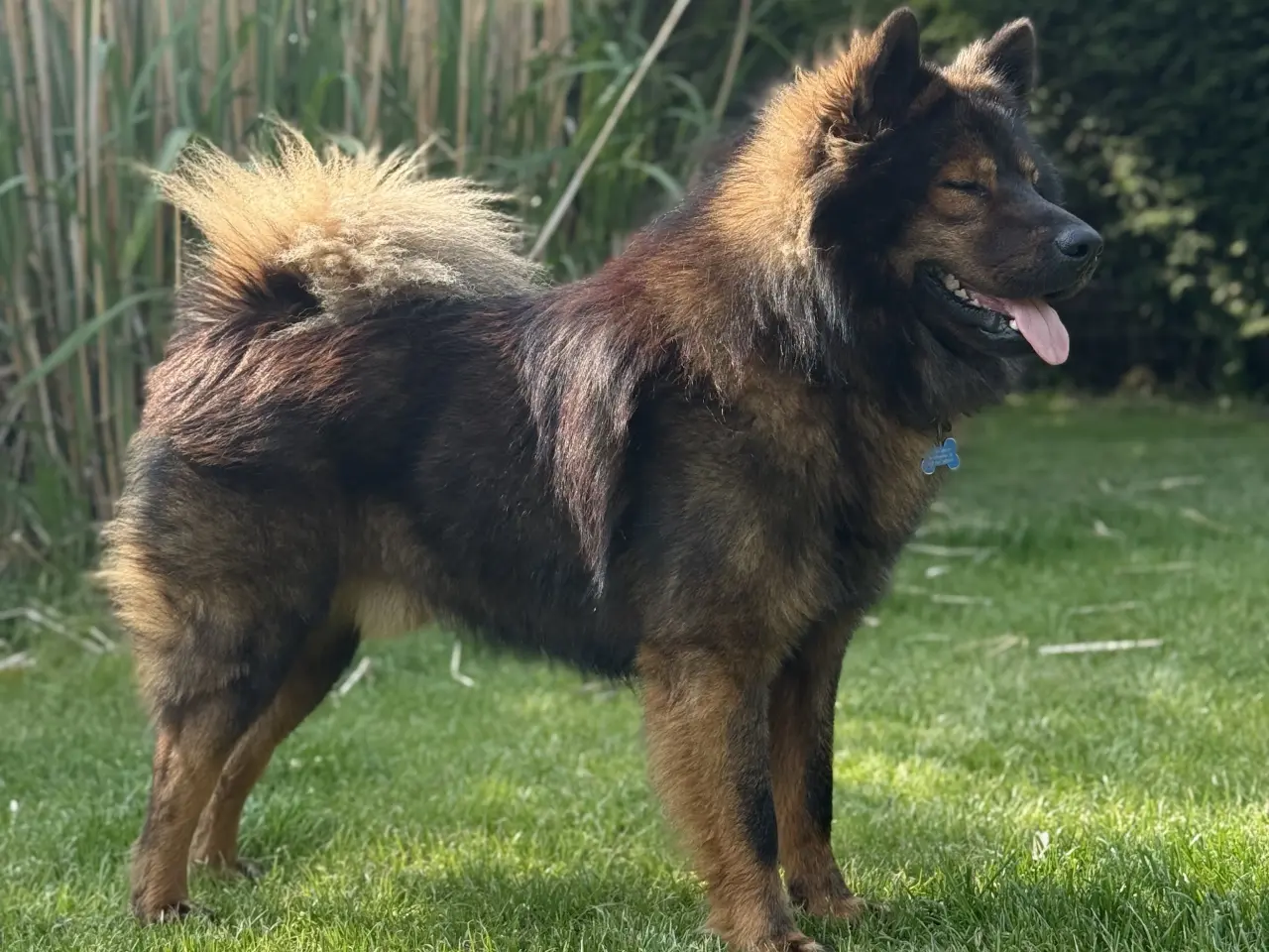 Billede 8 - Eurasier Hunde avl/parring