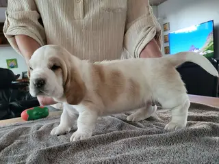 Basset Hound Hvalpe