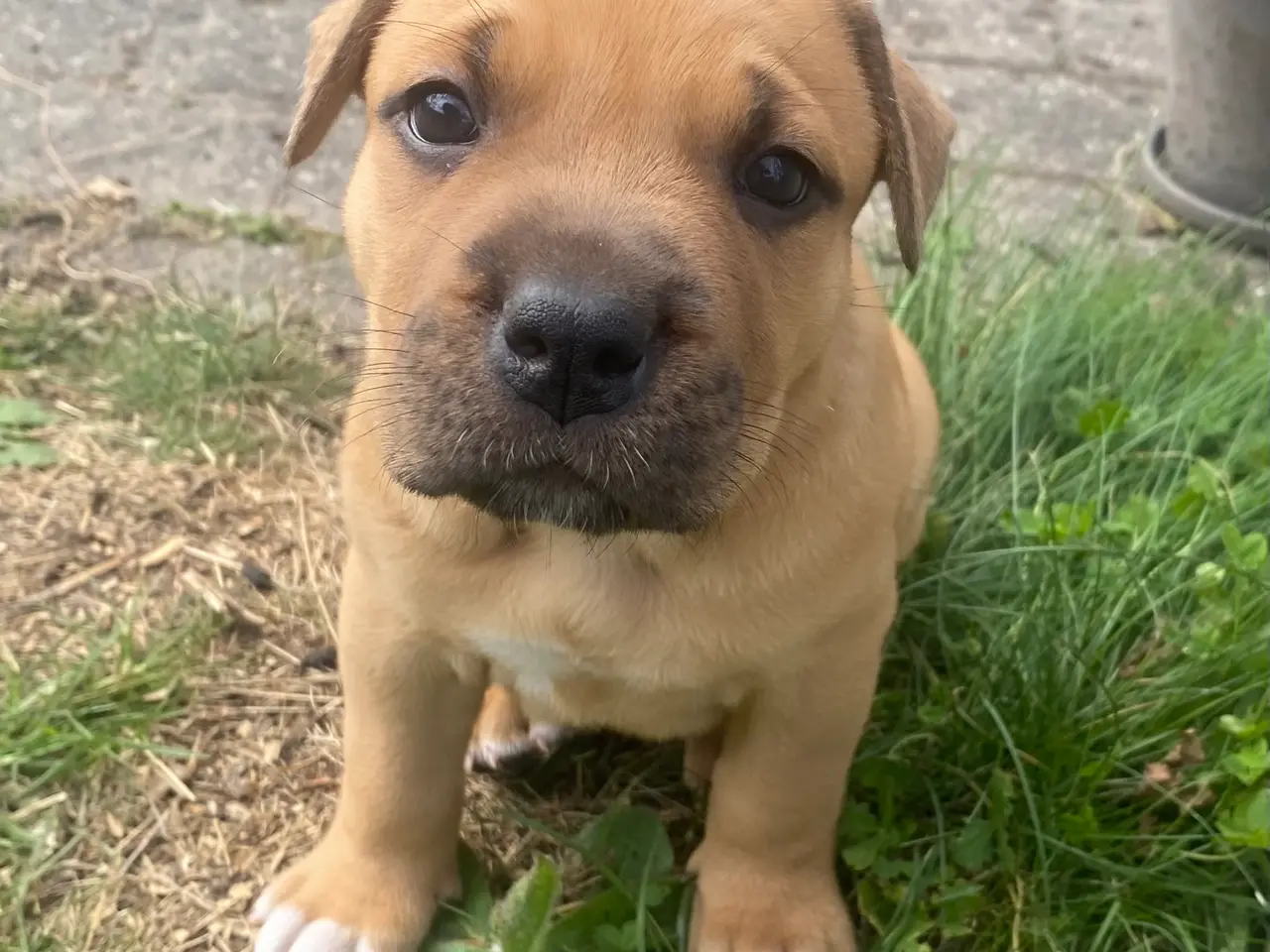 Billede 1 - Presa canario bl. Stor familiehund