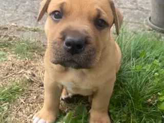 Presa canario bl. Stor familiehund