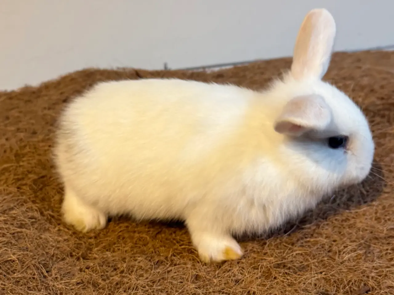 Billede 6 - Sød kaninpige søger nyt hjem 🐰❤️