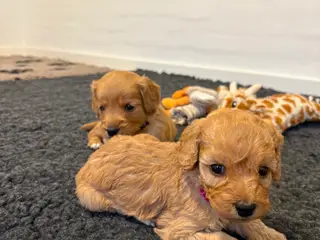Doodle hundehvalpe til salg🐶