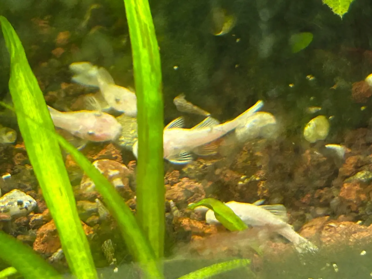 Billede 3 - ❄️🐟 Snow White Ancistrus – flotte hvide maller
