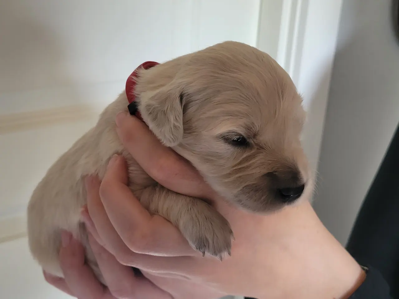 Billede 3 - Golden Retriever hvalpe 