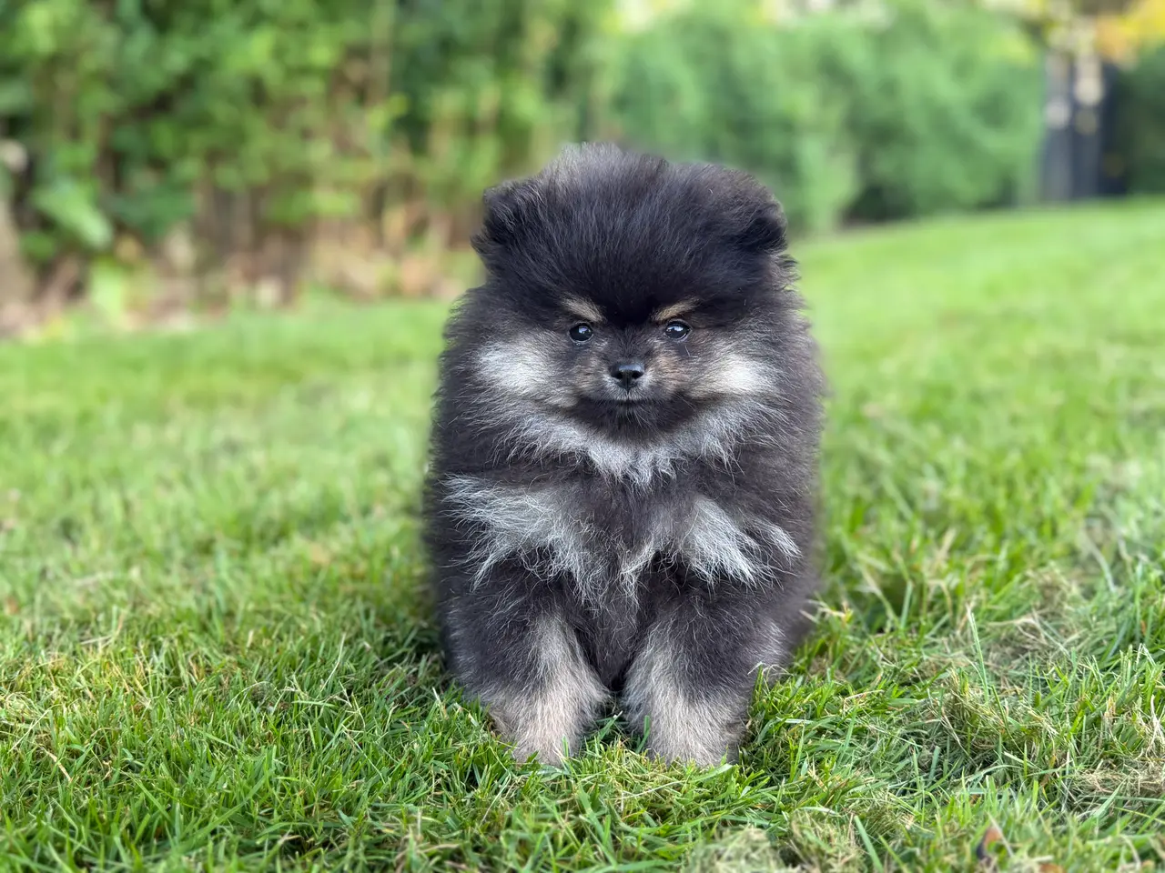 Billede 8 - Skønneste lille Pomeranian han
