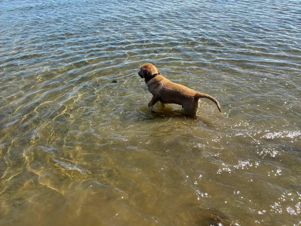 Billede 3 - Labrador hvalp han hund 