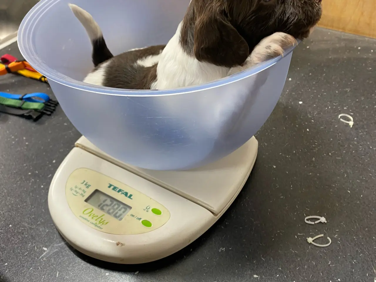Billede 3 - FT Springer Spaniel hvalpe, salgsklar 10 maj