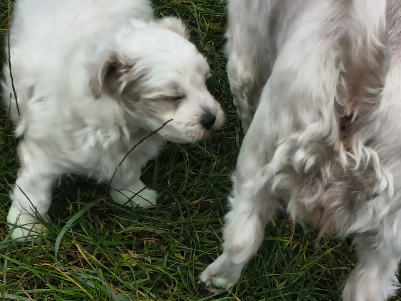 Billede 4 - Blandings hvalp bomulds hund maltipoo