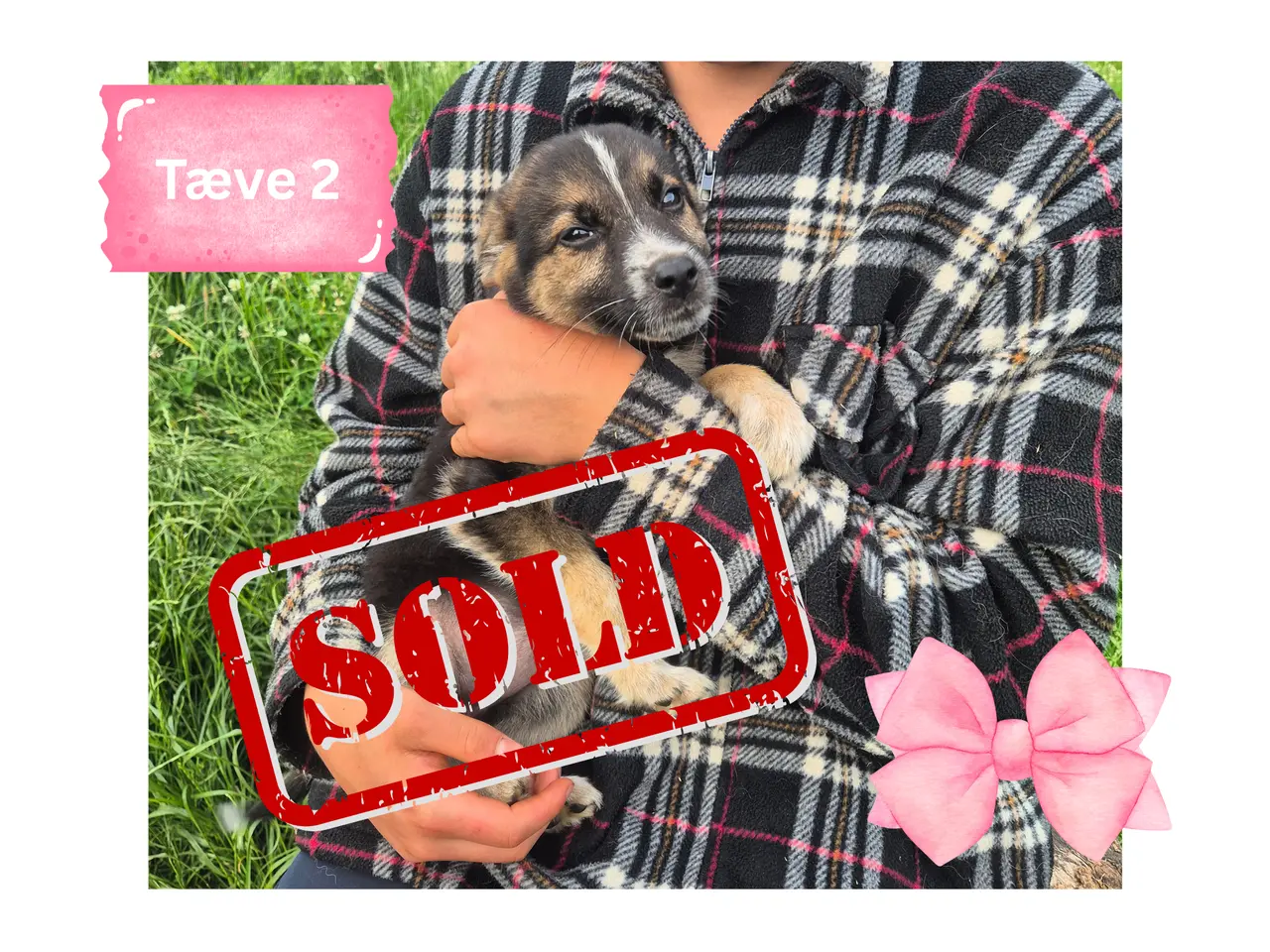 Billede 11 - 🩵🩷 🐶 Smukke Schæfer Blandingshvalpe