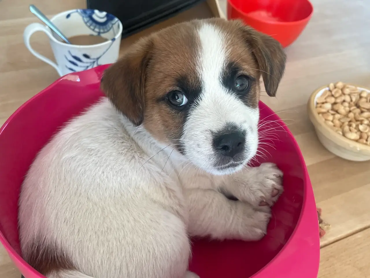 Billede 13 - Jack Russell hvalp - DKK stamtavle - snart 8 uger