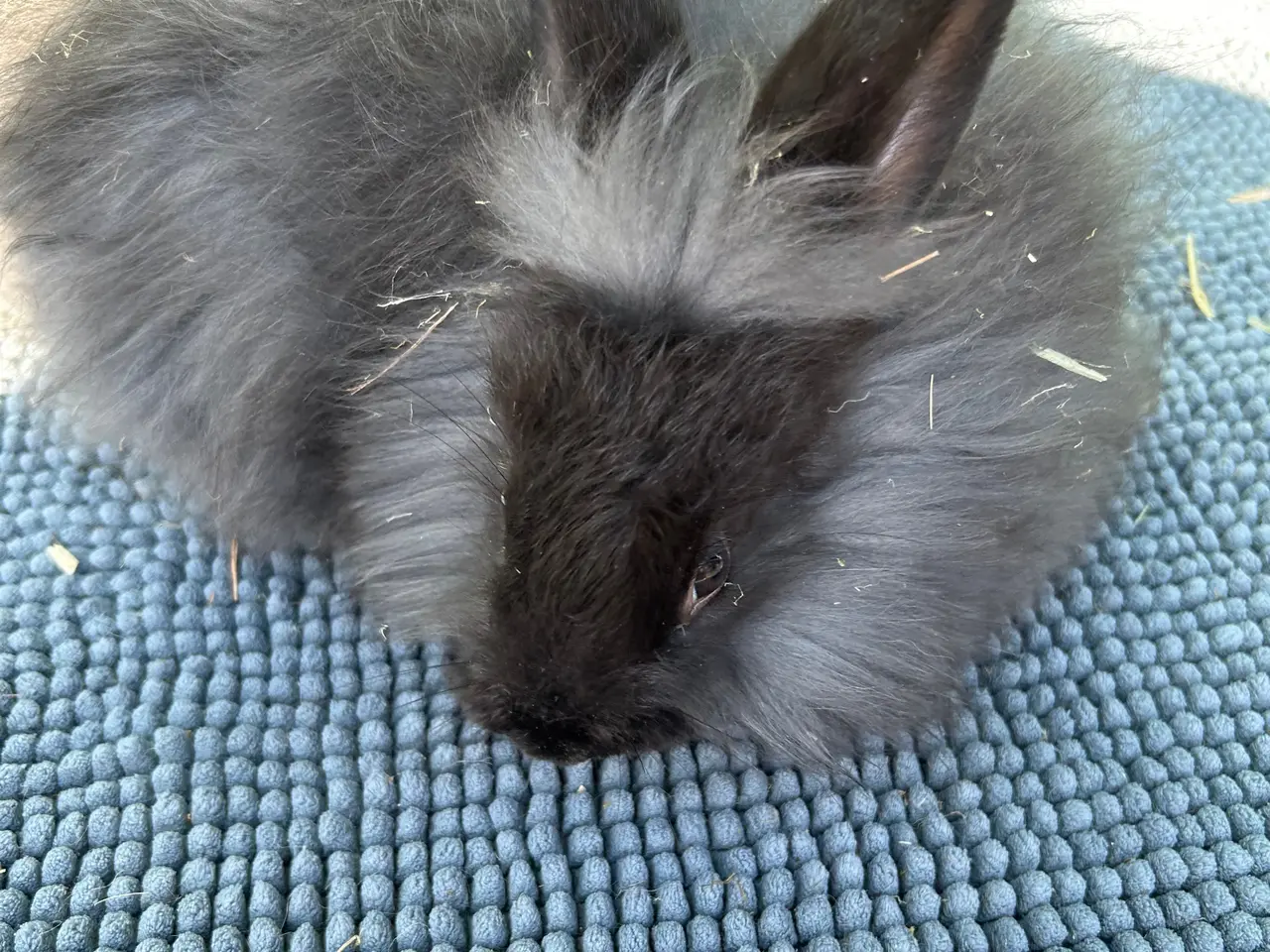 Billede 6 - Angora kanin unger