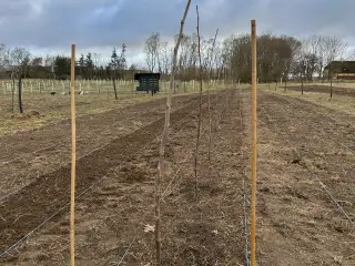🌳 Økologiske podede valnøddetræer
