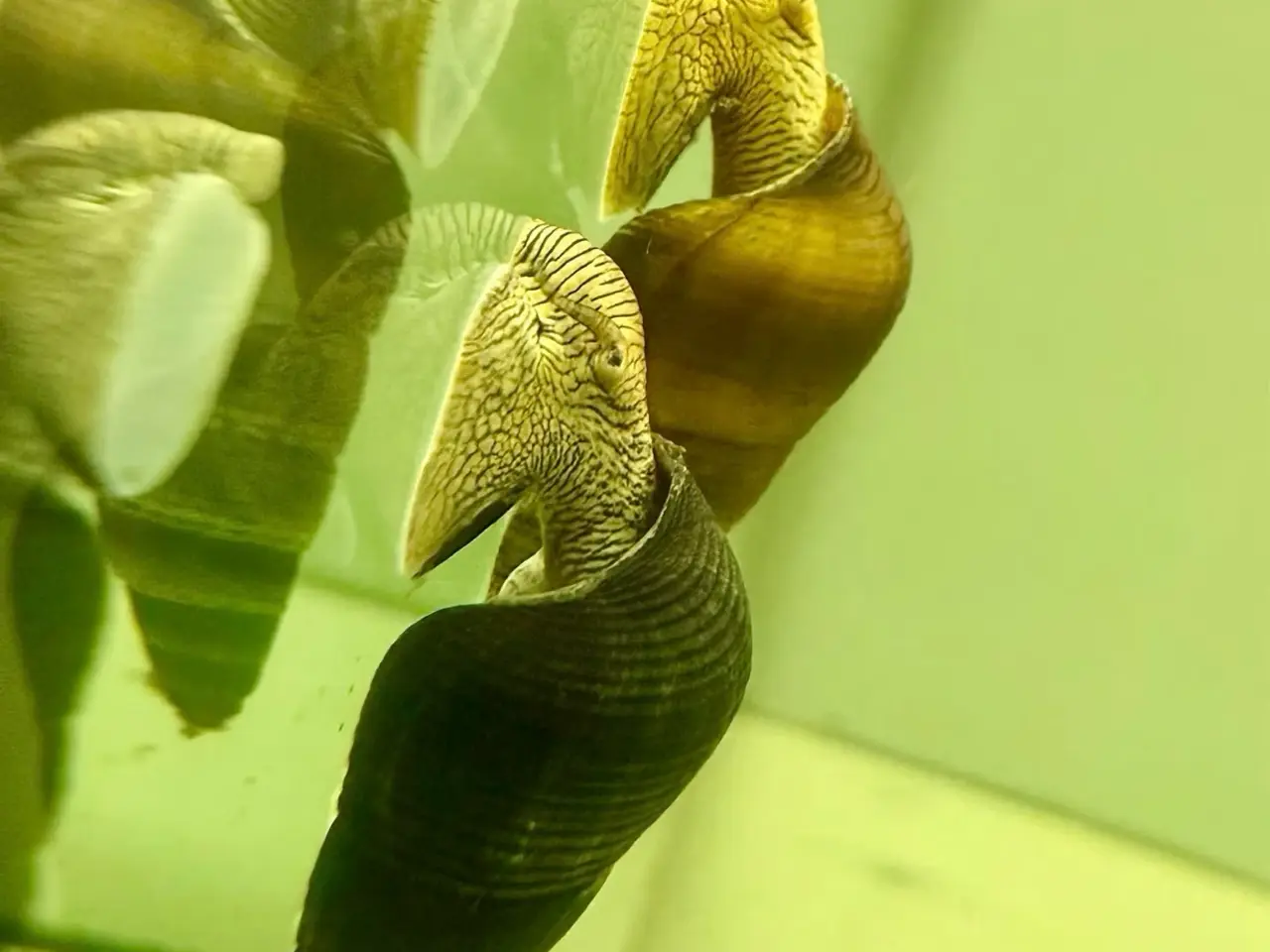 Billede 5 - Elefantsnegle, posthorn, spixi, nerite og helena