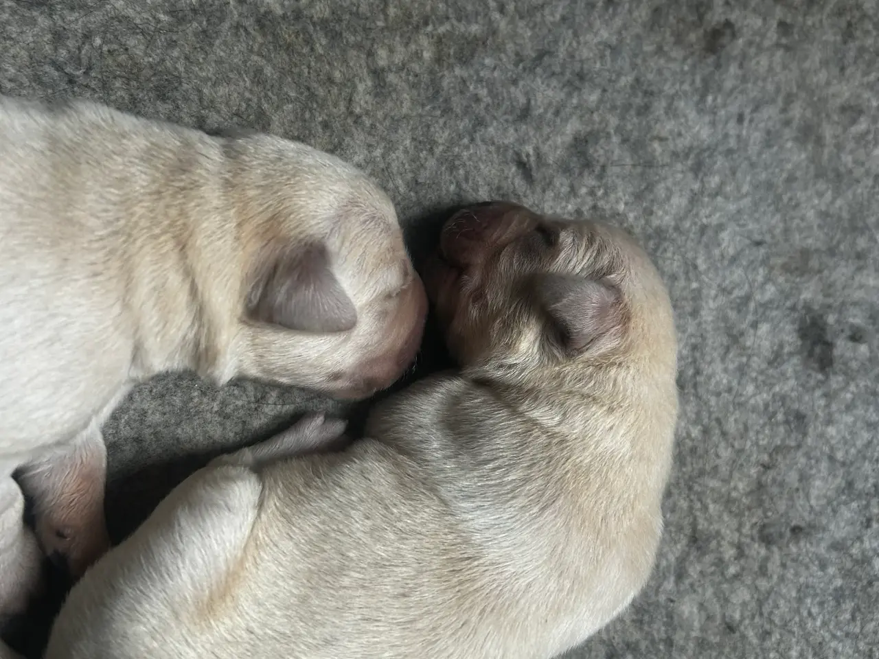 Billede 9 - Golden retriever/ labrador 