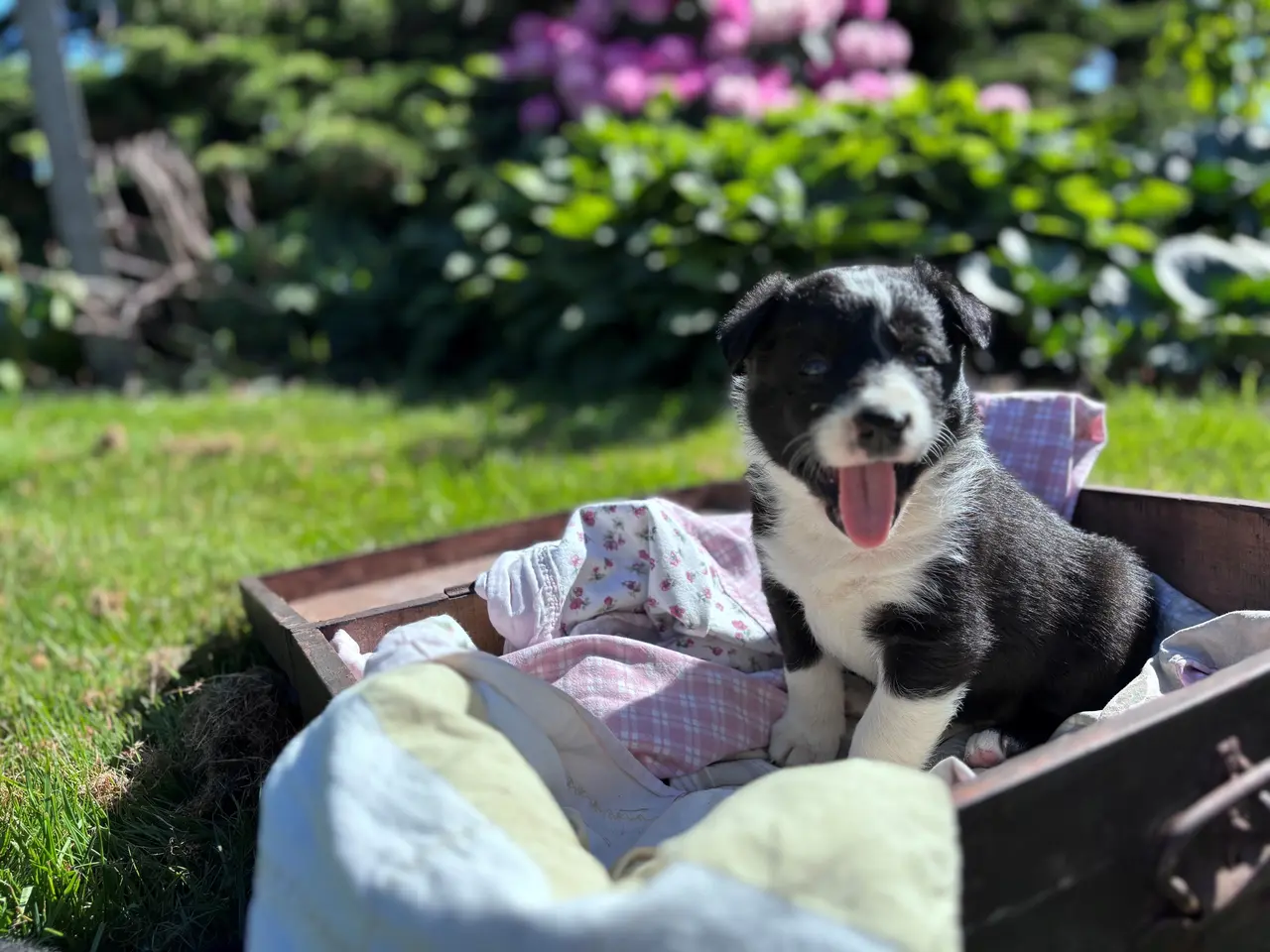 Billede 5 - Border Collie hvalpe