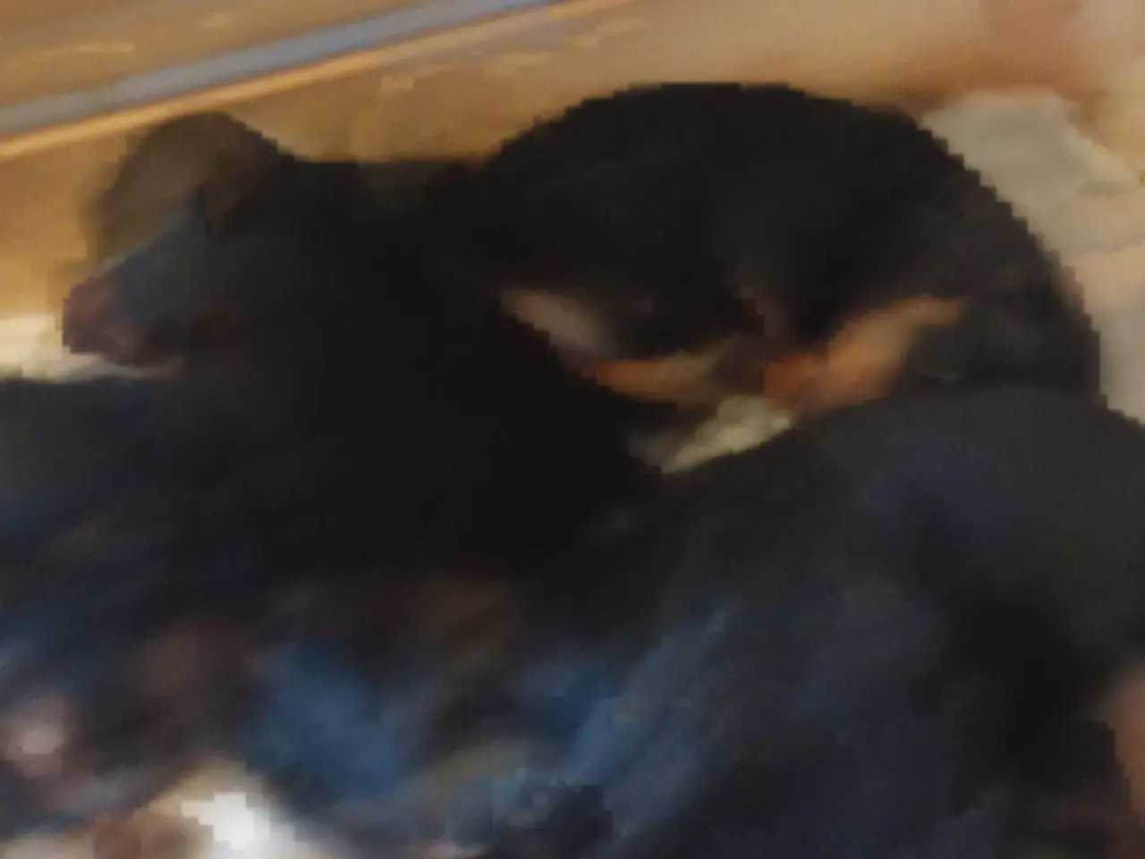 Billede 3 - Gravhund hvalpe
