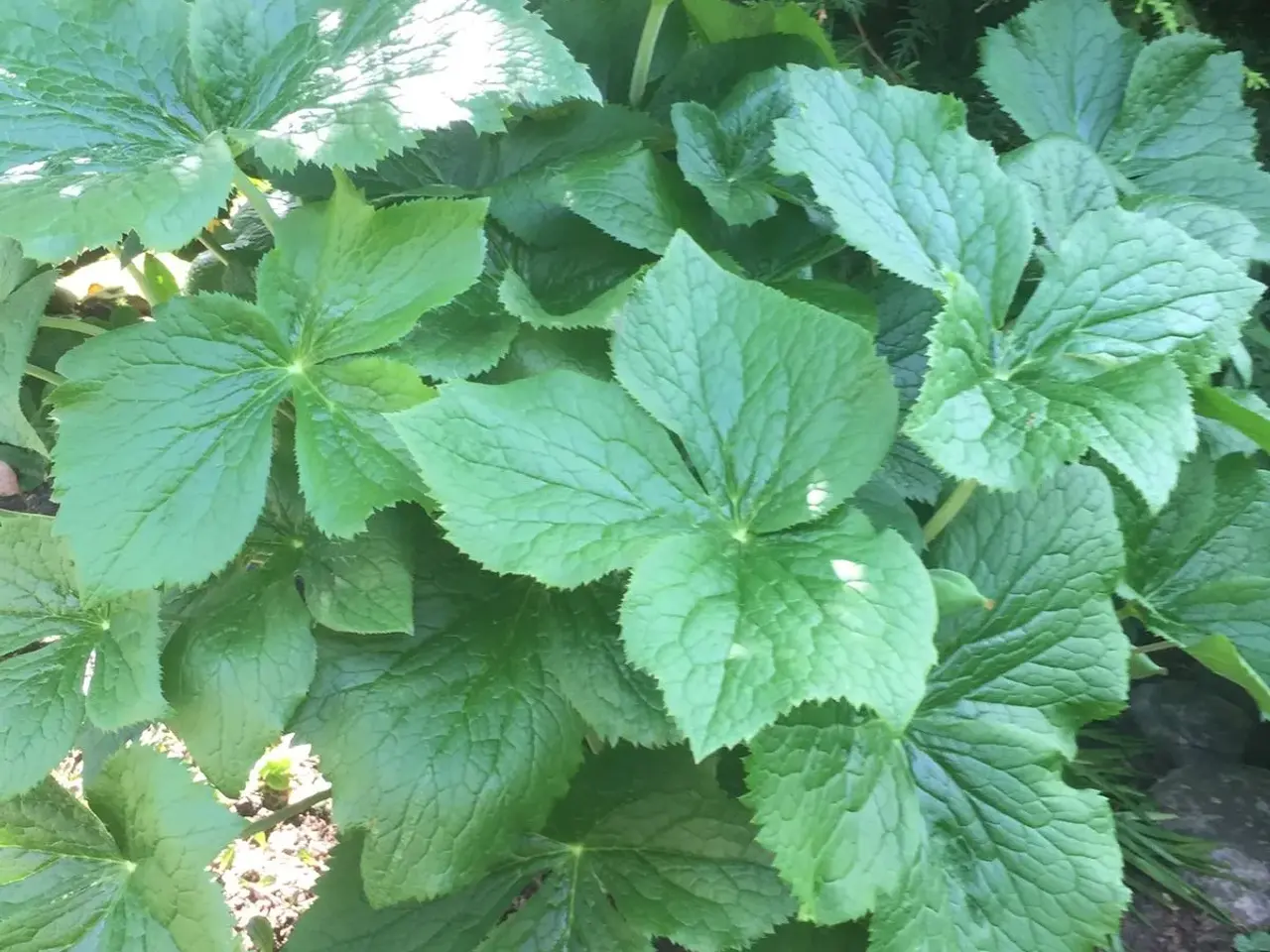 Billede 3 - Fodblad