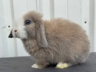Mini lop hankanin