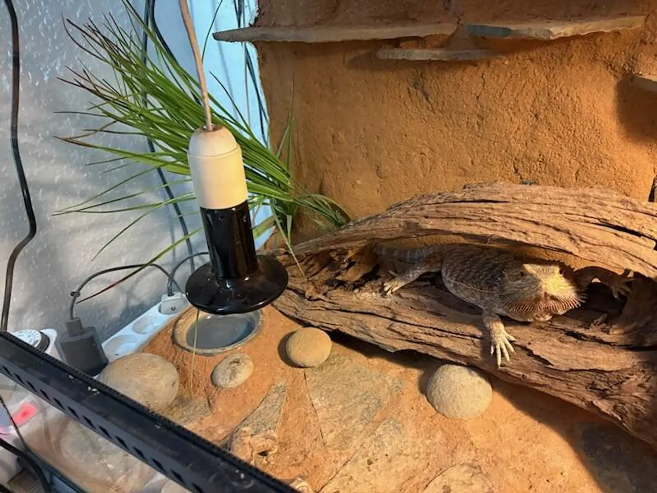 Billede 2 - Hånd tam skægagame med terrarium sælges