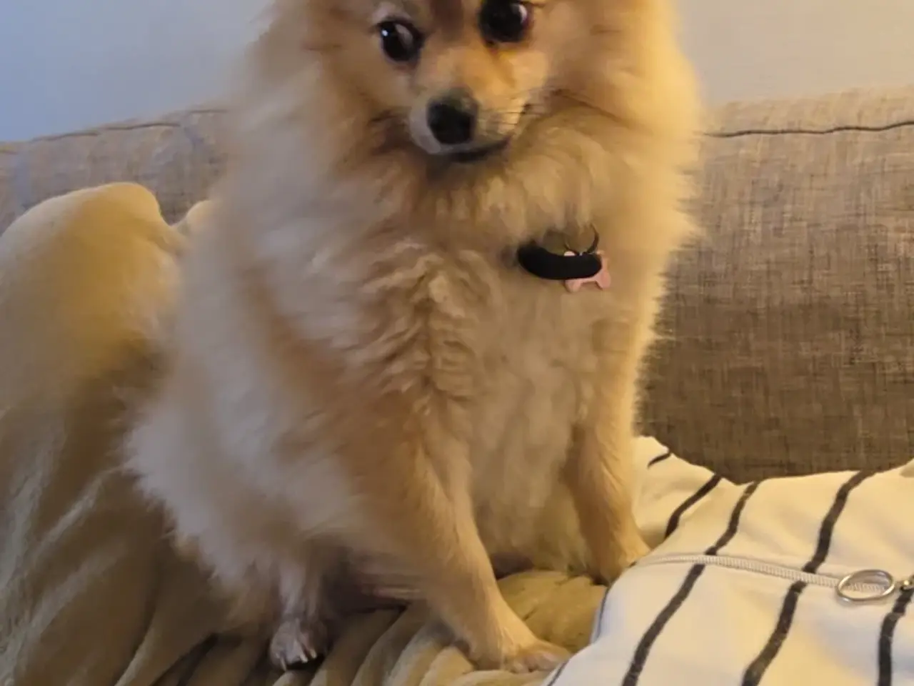 Billede 1 - Pomeranien hvalpe