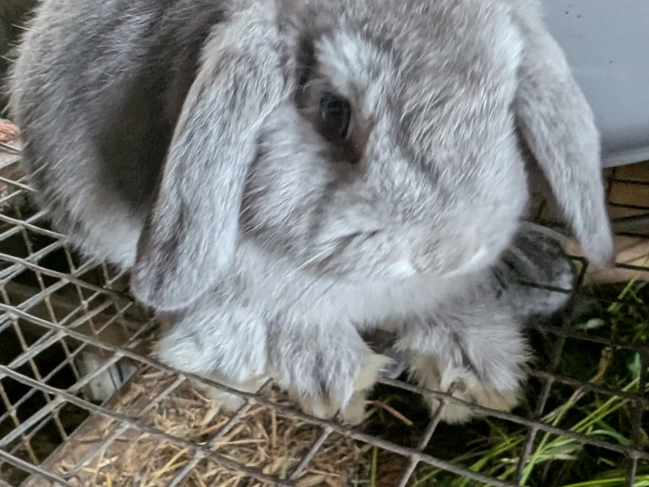 Billede 4 - Kaniner mini lop