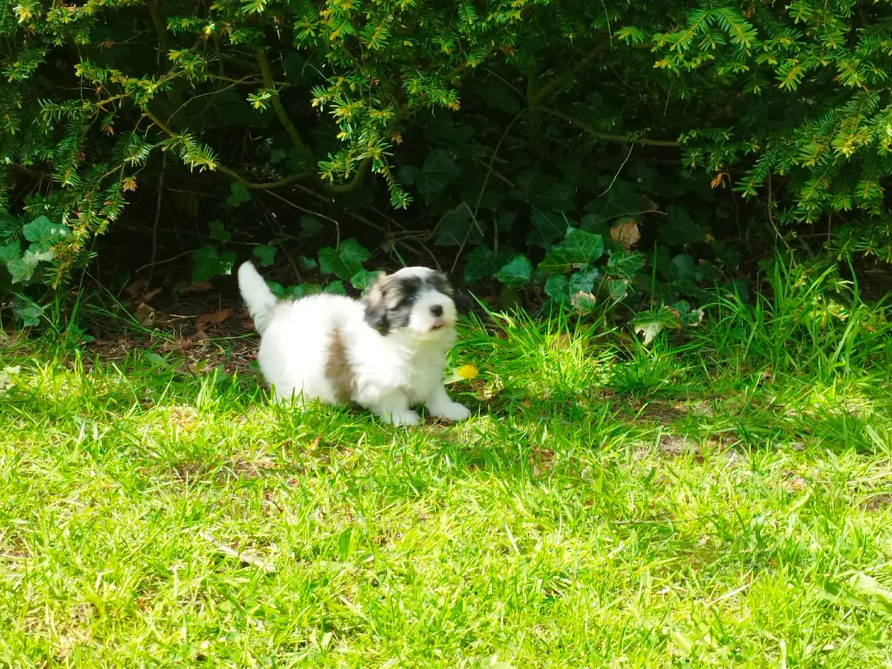 Billede 3 - Coton de tulear hvalpe piger