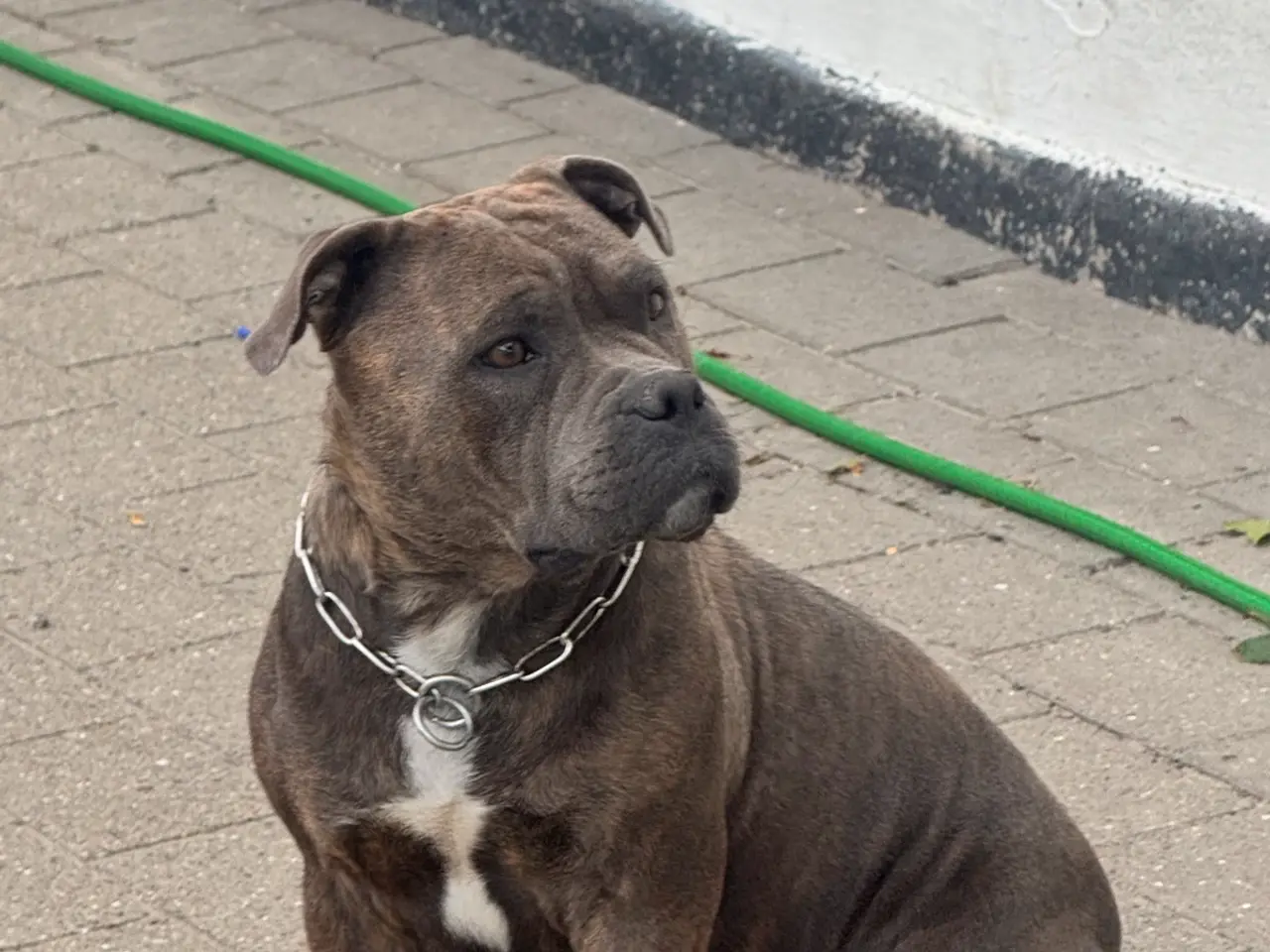 Billede 9 - Staffordshire - Old English Bulldog