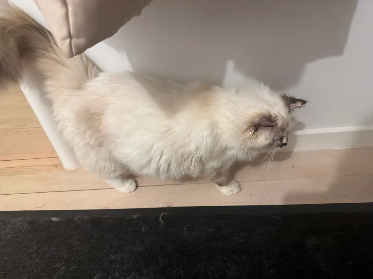 Billede 2 - Ragdoll Hunkat sælges