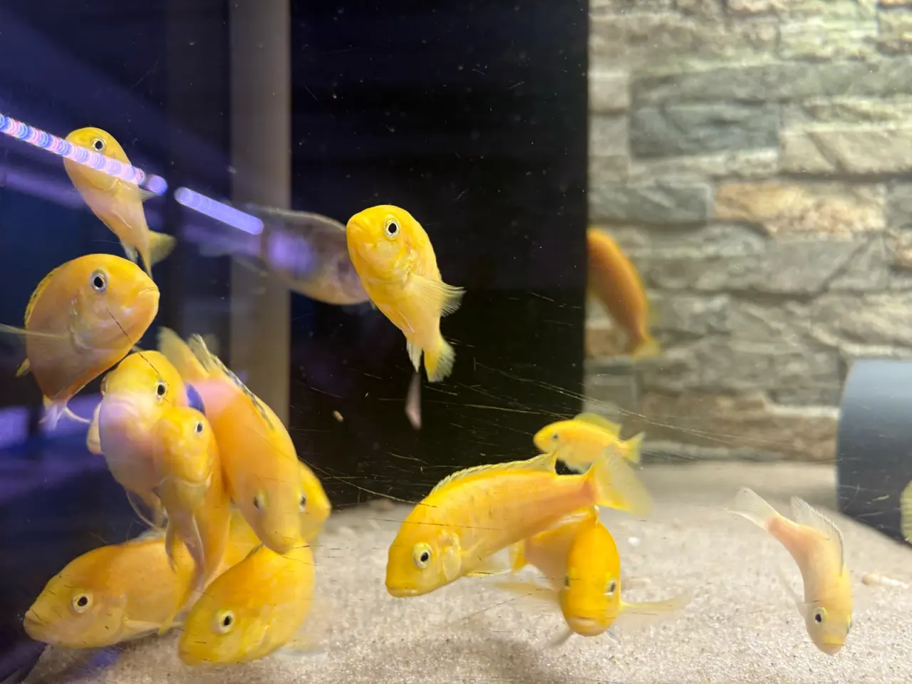 Billede 1 - Golden Spec.