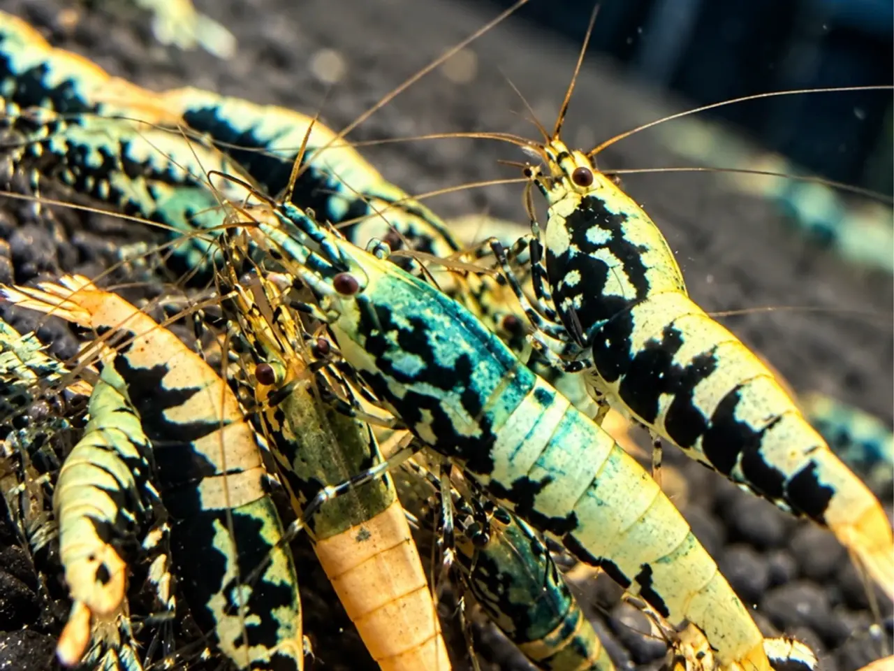Billede 13 - Galaxy Fishbone Rejer – Caridina sp.