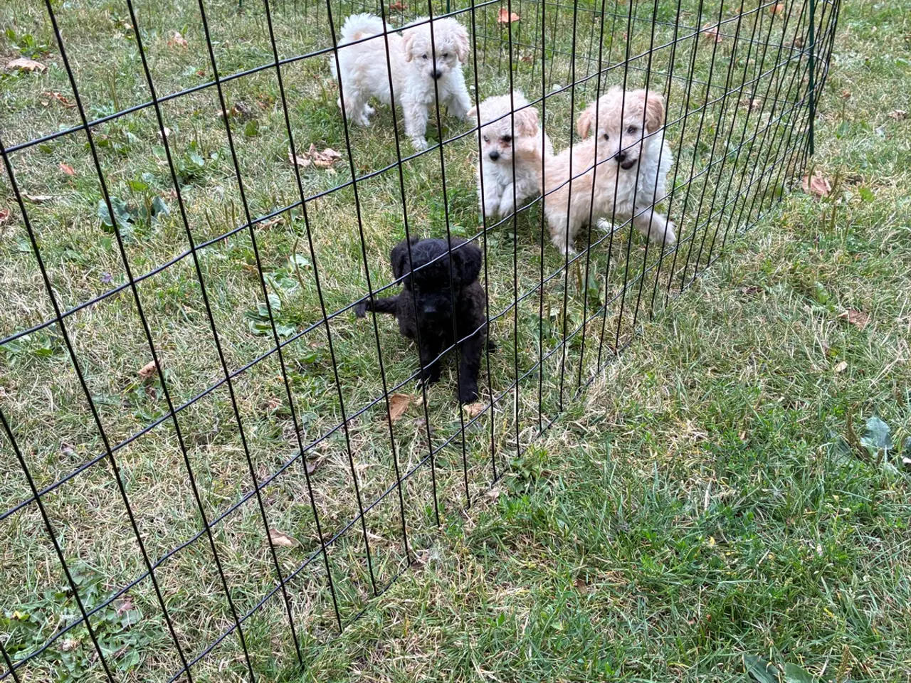 Billede 5 - Labradoodle hvalpe