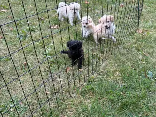 Labradoodle hvalpe - 5