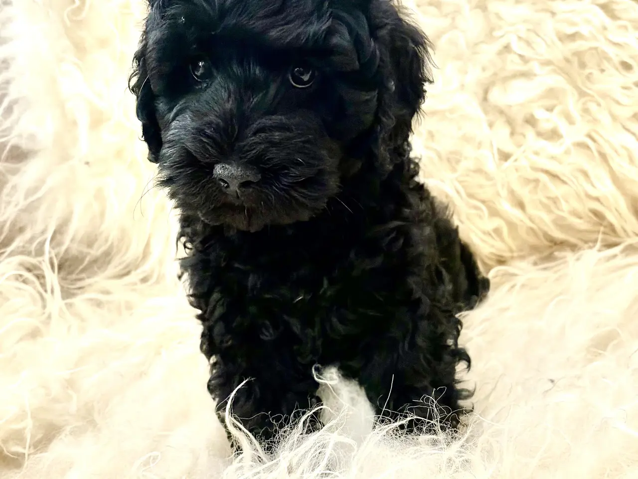 Billede 15 - De smukkeste små fine Cavapoo drenge