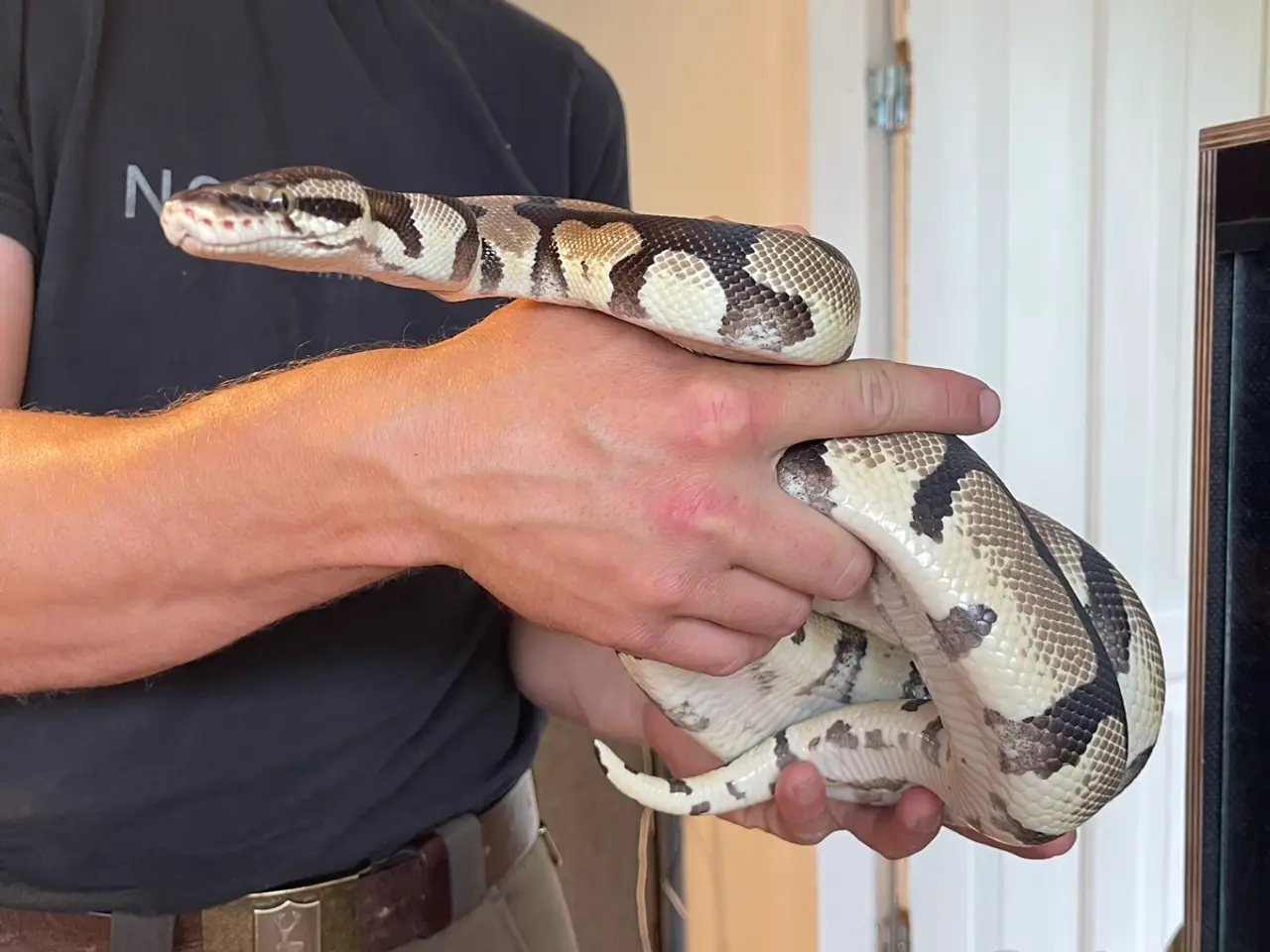 Billede 2 - KongePython dame sælges