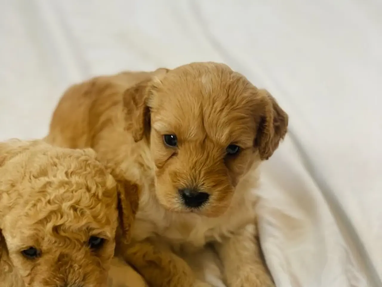 Billede 6 - Cavapoo hvalpe 